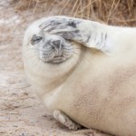 Gray Seal on Helgoland Düne sæl