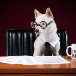 boss-dog