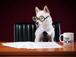 boss-dog