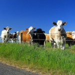 e-conomic til landbruget